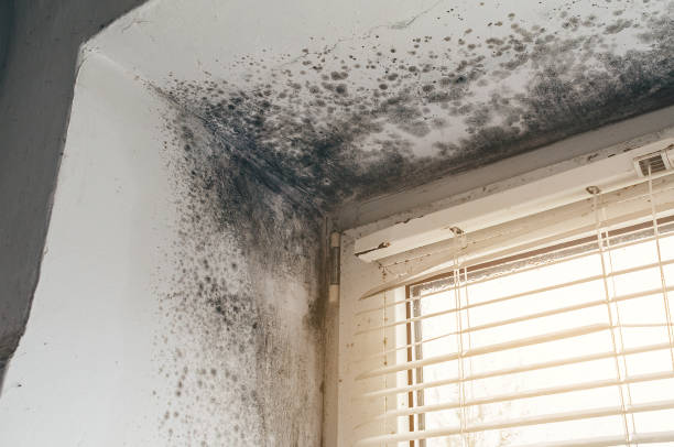Affordable Commercial Mold Remediation solutions in Thompsonville, MI